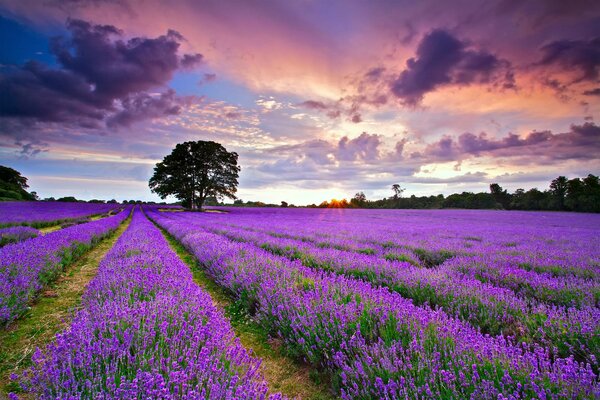 Sunset over a lavender field in England