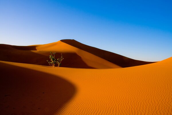 Planta solitaria en el desierto