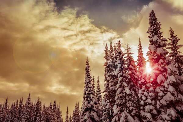 Majestic fir trees in a snowy forest