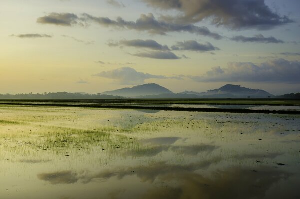 Świt na polu ryżowym blask na wodzie