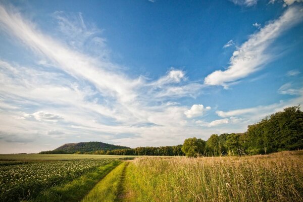 Campo con bellissimi cirri