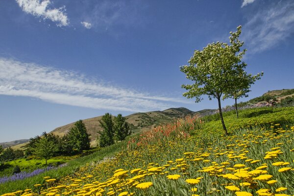 Yellow flowers. trees. mountains. summer day