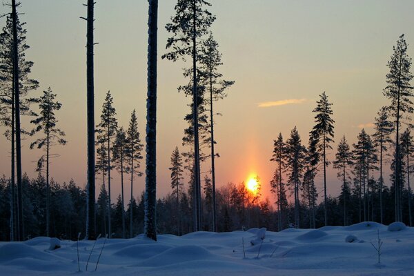 Puesta de sol en el bosque de invierno