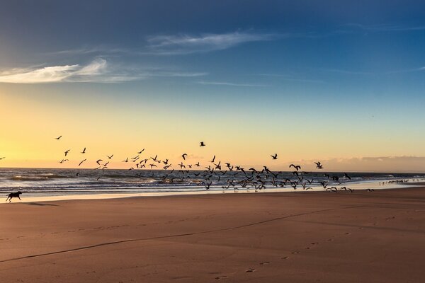 Beau coucher de soleil sur la mer avec un troupeau d oiseaux