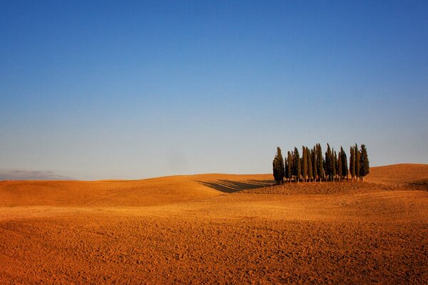 Samotne drzewa w środku włoskiej ziemi ornej