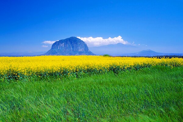 Prado amarillo contra un cielo claro y azul