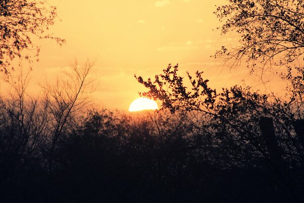 Puesta de sol a través de las ramas de los árboles