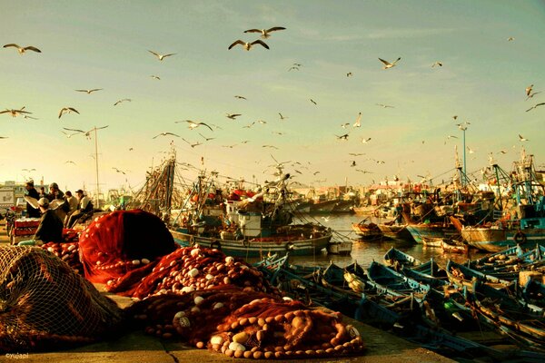 Seagulls flying over fishing boats