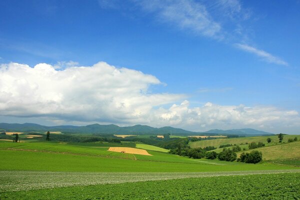 Summer landscape of green fields and blue sky