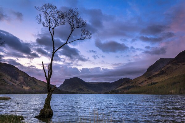 Albero solitario sul lago