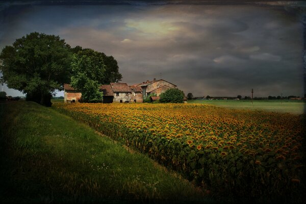 Evening landscape in the village, a field of sunflowers