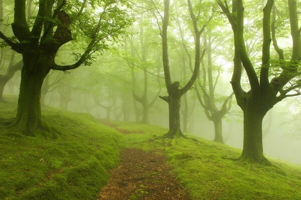 Sentiero nella foresta verde nella nebbia