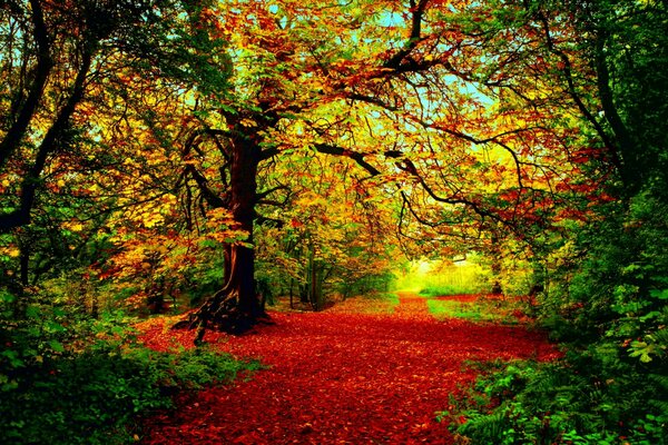 Herbstfarben treten auf das Sommergrün auf