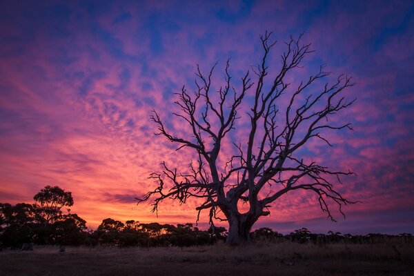 Alter trockener Baum in der Dämmerung des Sonnenuntergangs