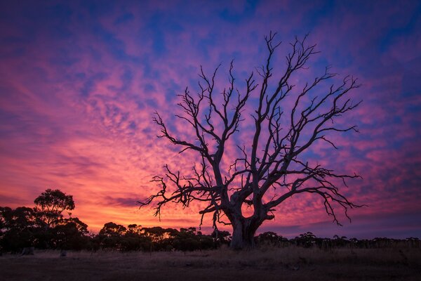 An old dry tree in the twilight of sunset