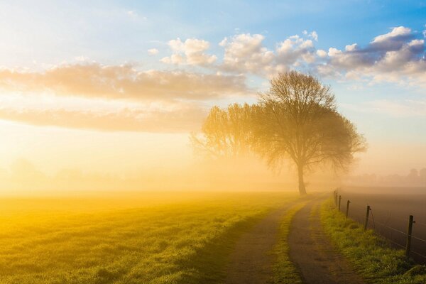 Árbol solitario en la neblina previa al amanecer