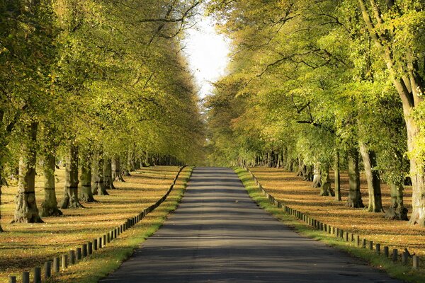 Odeur d herbe fraîche dans le paysage d automne