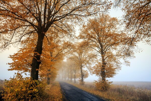 Autumn foggy road in the morning