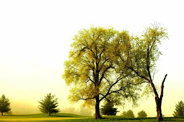 Clairière avec petits et grands arbres