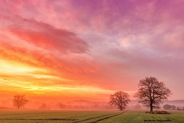 Amanecer en un campo de árboles cubierto de niebla