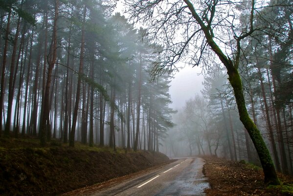 Longue route dans le brouillard de la forêt