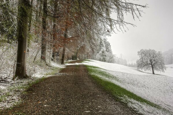 Der Waldweg ist mit Schnee bedeckt