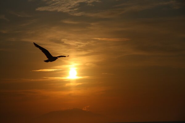 En el cielo, un pájaro volador al sol