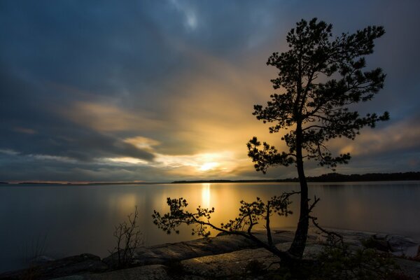 Pin au coucher du soleil près de l eau