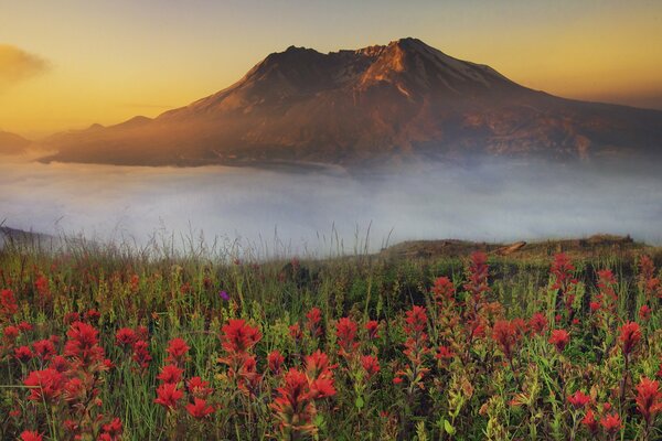 A field of flowers on the background of a mountain in the fog