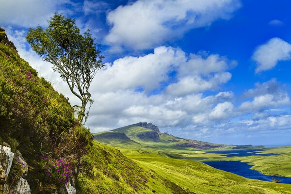 A tree on the mountainside