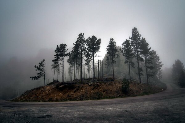 Caro a través del bosque en la niebla