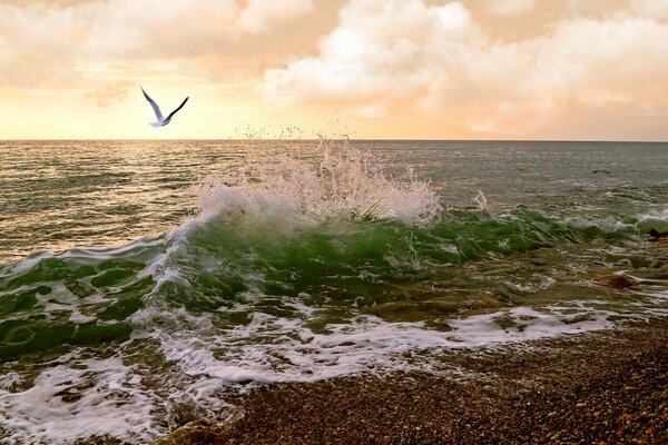 Am Meer ist eine Möwe in den Wolken