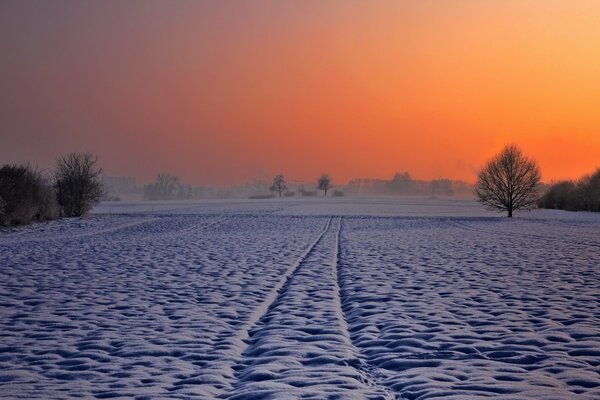 Coucher de soleil d hiver. Plaine enneigée