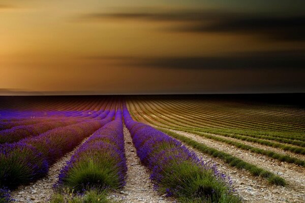 Lavender field. beautiful sunset