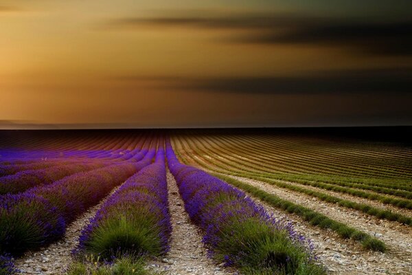 Campo de lavanda. hermosa puesta de sol