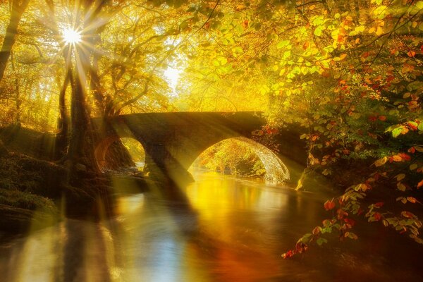 Bridge over the river in the autumn forest