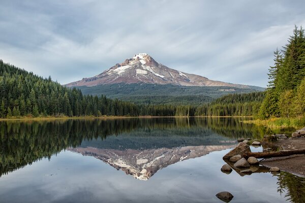 Lagos en el reflejo del bosque con coníferas