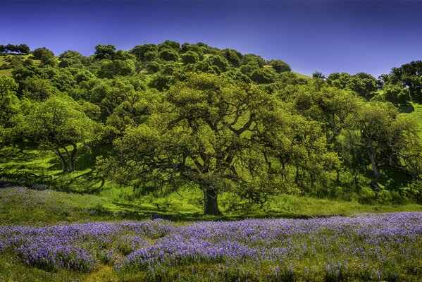 Radura con fiori lilla ai piedi della montagna