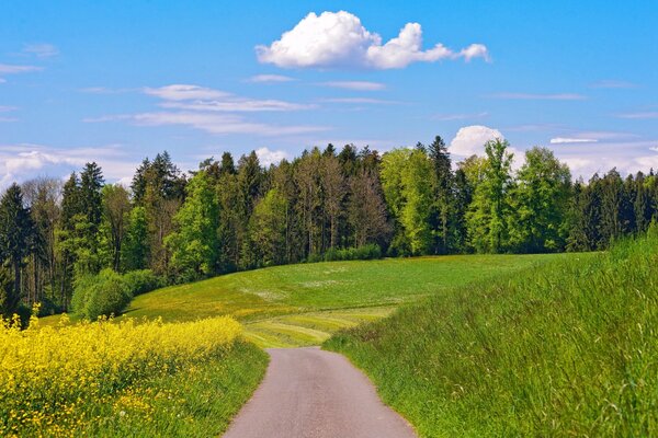 Sommerlandschaft der Weg im Feld, der in den Wald führt