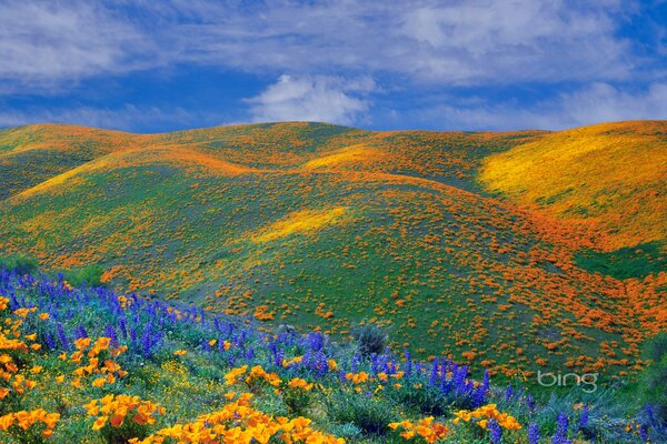 A field full of flowers, wallpaper with flowers, a field of poppies, hills with flowers