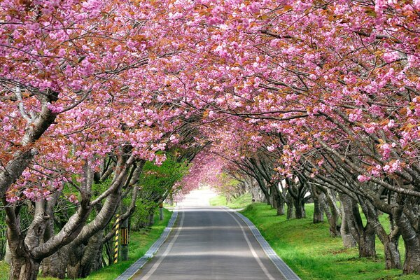 Długo po bokach której rośnie kwitnąca Sakura