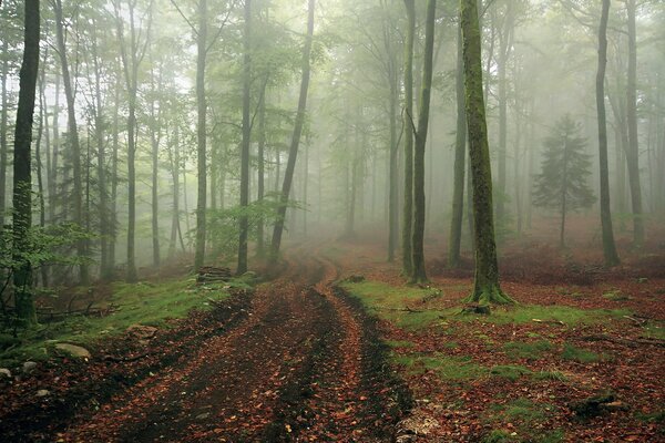 Morgen neblige Waldlandschaft