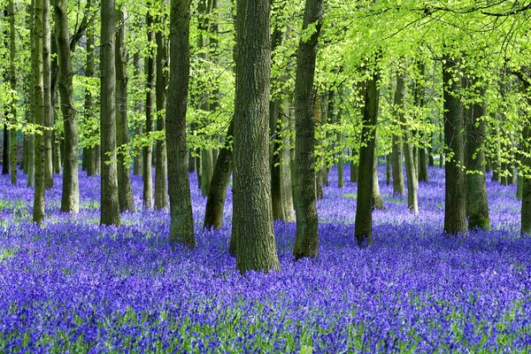 Blue flowers in the summer forest