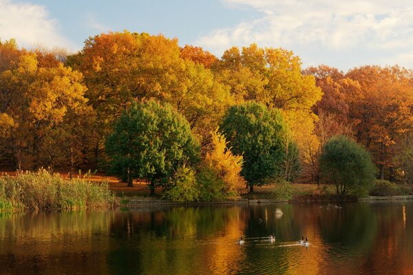 Nature automnale. Lac et orangers