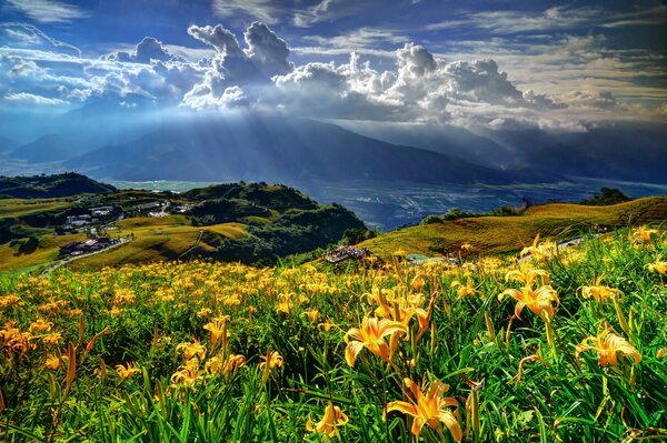 Bright lilies in the mountains with a beautiful sky