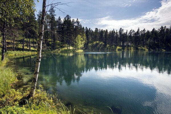 Lago blu con il riflesso della foresta estiva