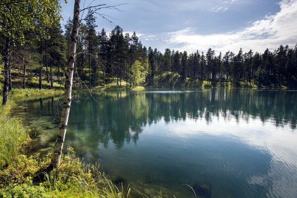 Błękitne jezioro z odbiciem letniego lasu
