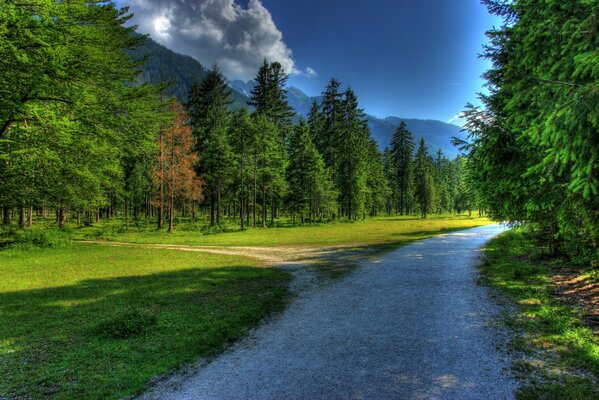 Camino oscuro en el bosque verde