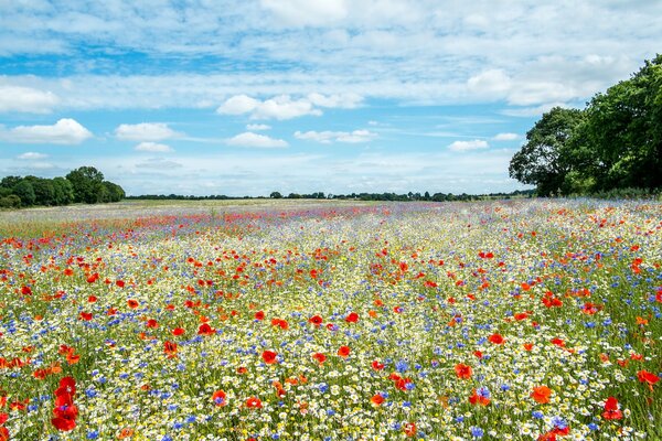 Prairie incomparable avec des fleurs incroyables