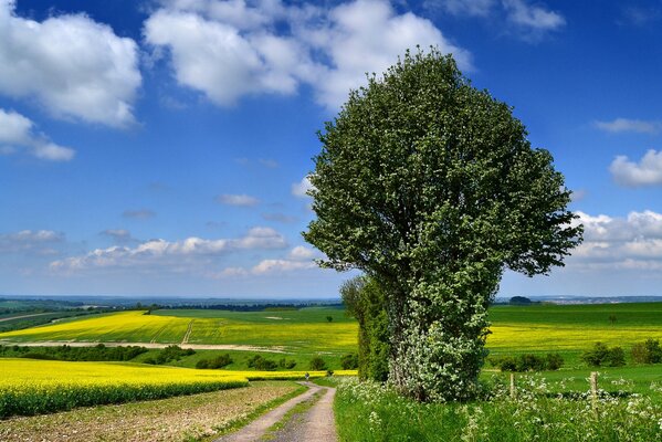 El camino en el que se puede ir lejos de la floración amarilla y el árbol